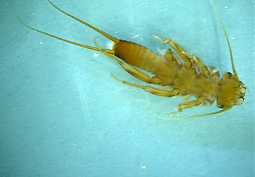 stonefly nymph