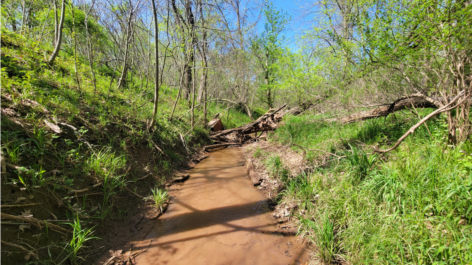 Stream surrounded by green foliage.