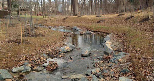 hollywood branch after stream restoration