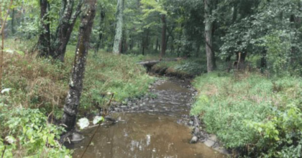 Woodlawn after stream restoration