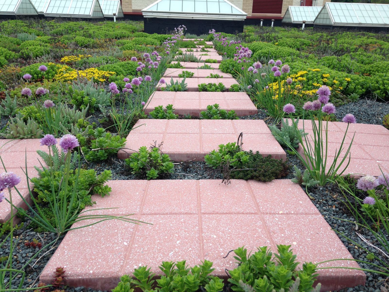 Green roof and flowers