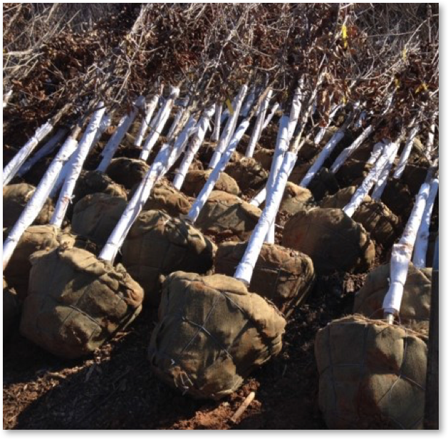 trees with rootballs