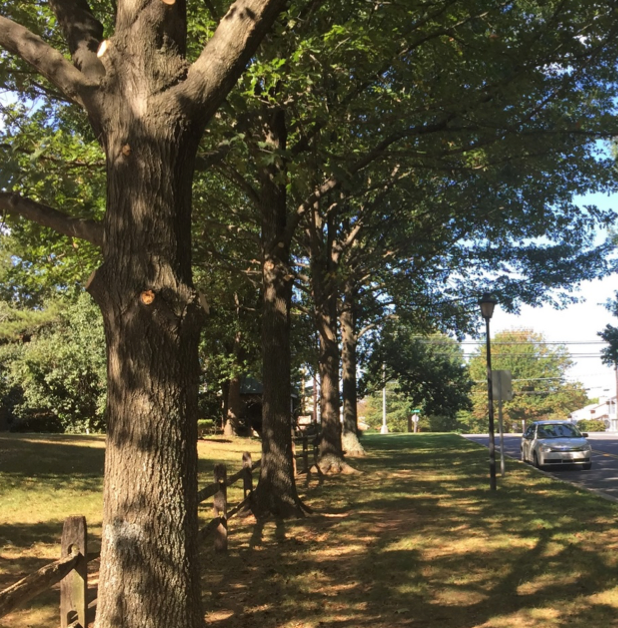 tree pruning