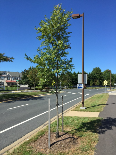 street tree