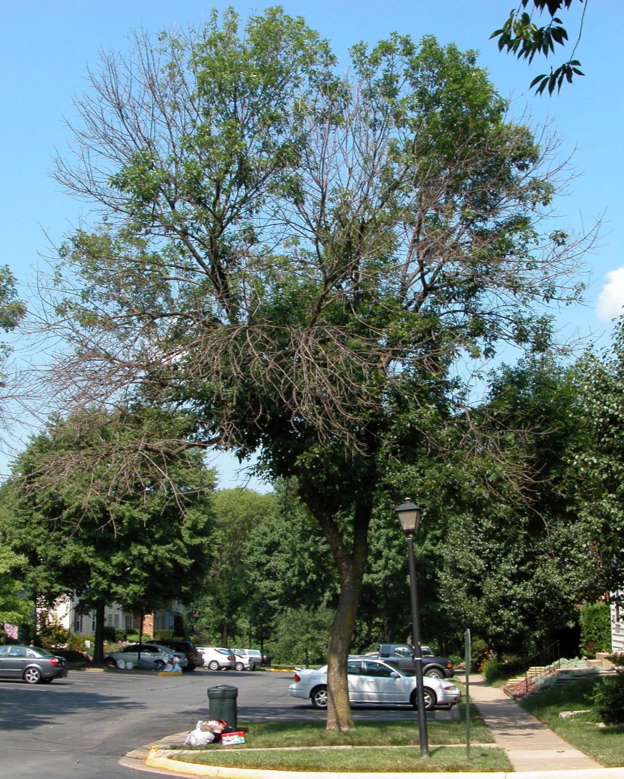 photo of ash tree