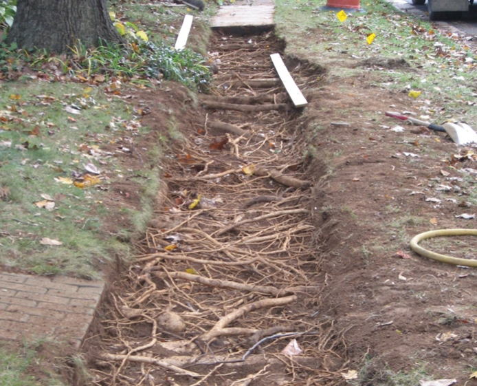 photo of tree roots at a construction site