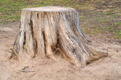 tree stump