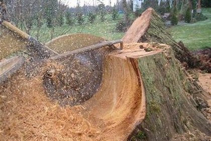 stump being removed