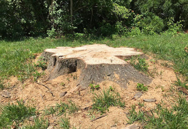 large tree stump awaiting removal