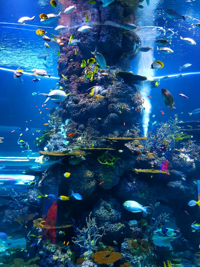 Colorful fish in a large aquarium