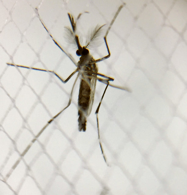 Aedes aegypti Photo by NIAID