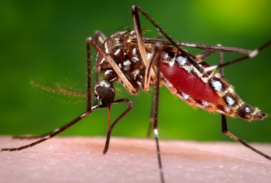Adult mosquito taking blood meal