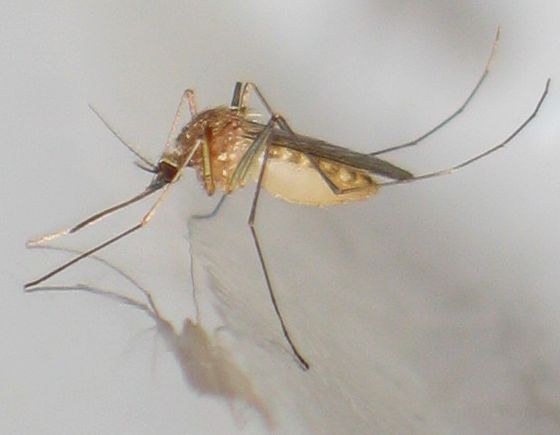 Culex pipiens mosquito