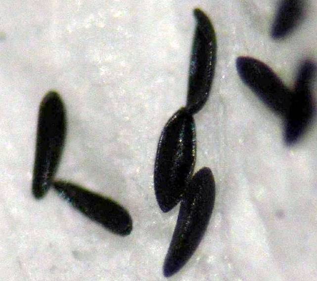 Close up image of mosquito larvae - by James Gathany of the CDC