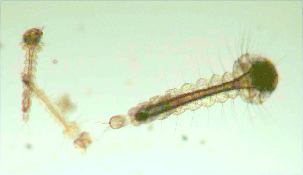  Mosquito larvae - image by James Gathany (CDC)