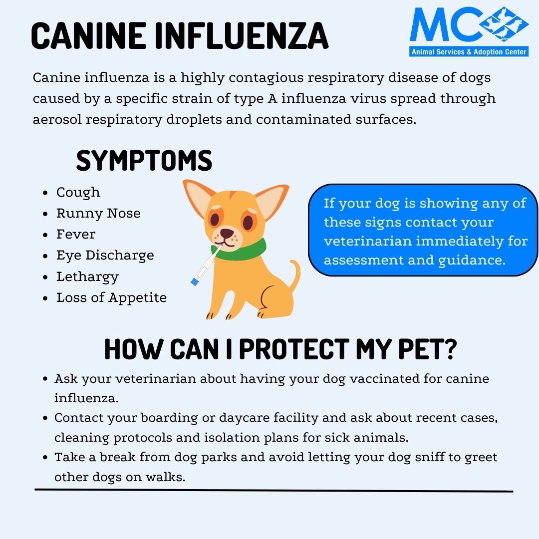 Dog Flu Infographic