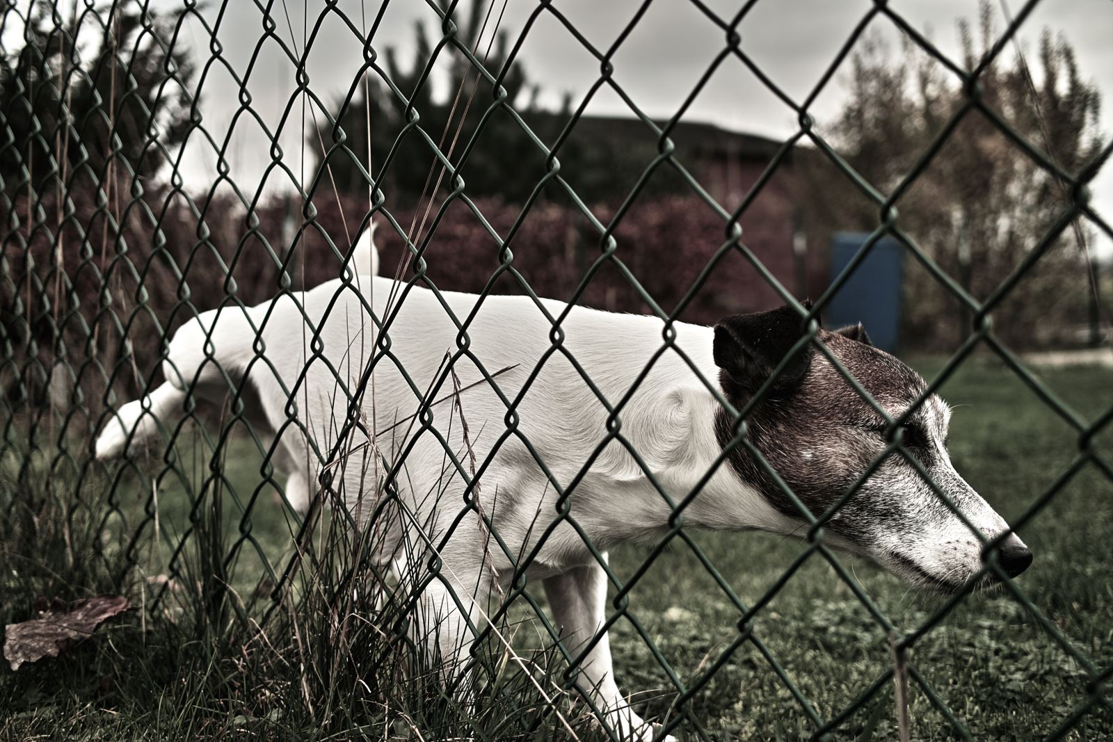 Montgomery County Animal Services and Adoption Center Laws