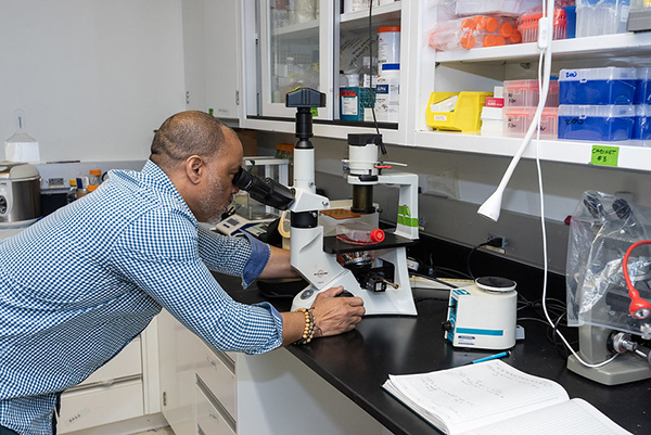 worker leaning on lab bench, looking into a microscope