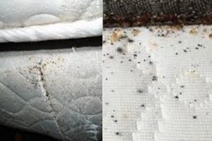 bed bugs on mattress