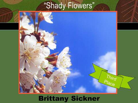 Shady Flowers