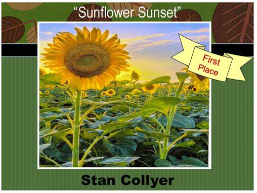 Sunflower Sunset 1ST PLACE WINNER