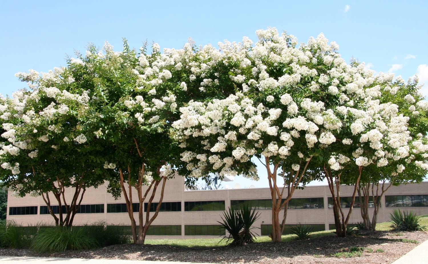 Hughes Network, The Brickman Group