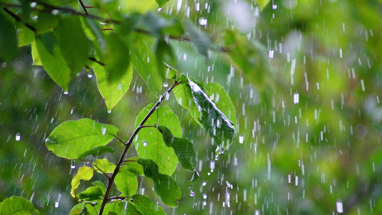 Rain falling on green leaves