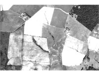 An Image of Digital Aerial Photo