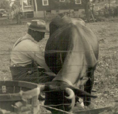 Raymond Smith milking cow